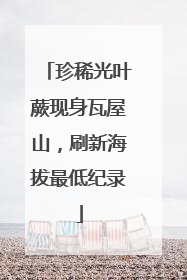珍稀光叶蕨现身瓦屋山，刷新海拔最低纪录