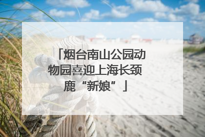 烟台南山公园动物园喜迎上海长颈鹿“新娘”