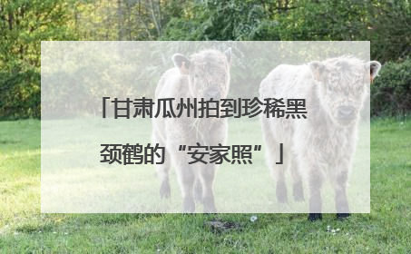 甘肃瓜州拍到珍稀黑颈鹤的“安家照”