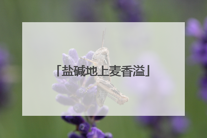 盐碱地上麦香溢