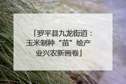 罗平县九龙街道：玉米制种“苗”绘产业兴农新画卷