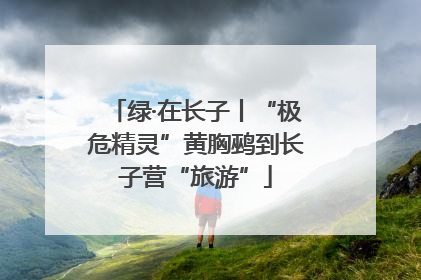 绿·在长子丨“极危精灵”黄胸鹀到长子营“旅游”