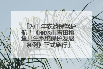 为千年农遗保驾护航！《丽水市青田稻鱼共生系统保护发展条例》正式施行