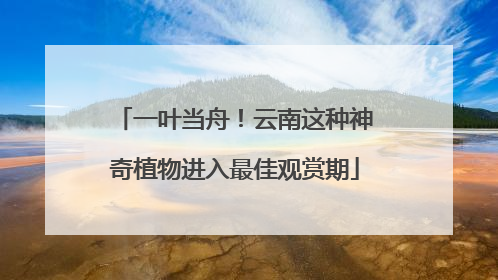 一叶当舟！云南这种神奇植物进入最佳观赏期