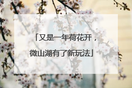 又是一年荷花开，微山湖有了新玩法