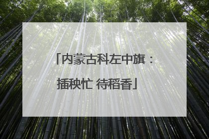 内蒙古科左中旗：插秧忙 待稻香