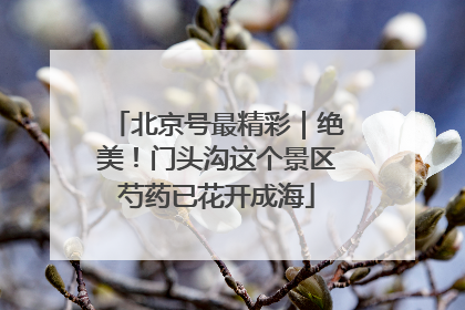北京号最精彩｜绝美！门头沟这个景区芍药已花开成海