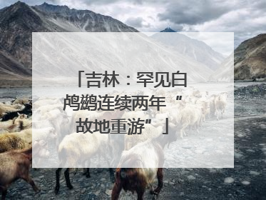 吉林：罕见白鸬鹚连续两年“故地重游”