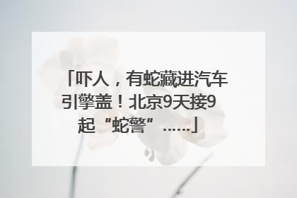 吓人，有蛇藏进汽车引擎盖！北京9天接9起“蛇警”……