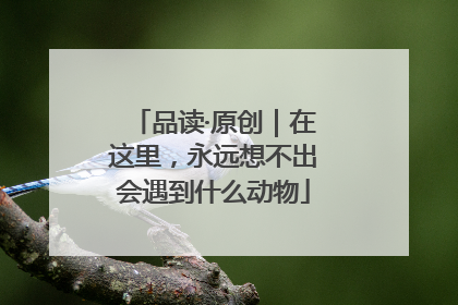 品读·原创｜在这里，永远想不出会遇到什么动物