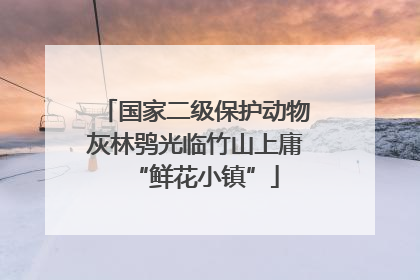 国家二级保护动物灰林鸮光临竹山上庸“鲜花小镇”