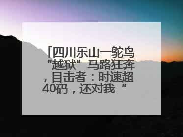 四川乐山一鸵鸟“越狱”马路狂奔，目击者：时速超40码，还对我“笑”了下