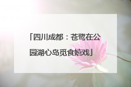 四川成都：苍鹭在公园湖心岛觅食嬉戏