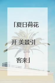 夏日荷花开 美景引客来