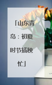 山东青岛：初夏时节插秧忙