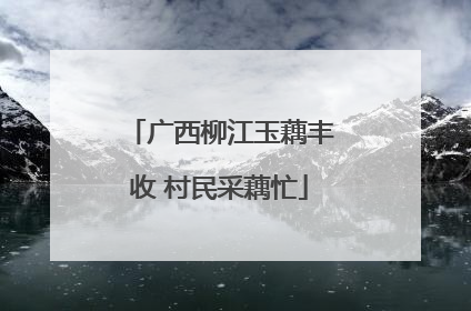 广西柳江玉藕丰收 村民采藕忙
