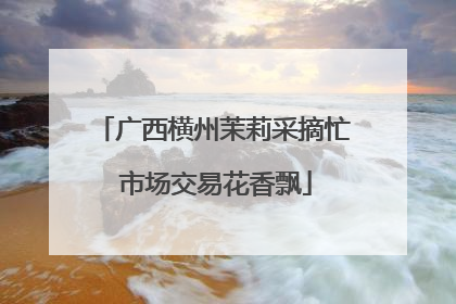 广西横州茉莉采摘忙 市场交易花香飘