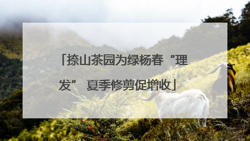 捺山茶园为绿杨春“理发” 夏季修剪促增收