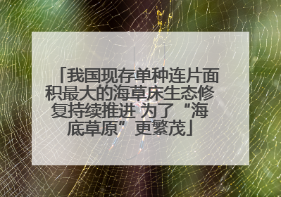 我国现存单种连片面积最大的海草床生态修复持续推进 为了“海底草原”更繁茂