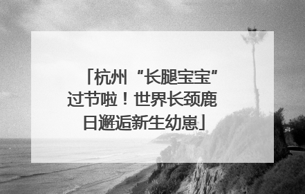 杭州“长腿宝宝”过节啦！世界长颈鹿日邂逅新生幼崽