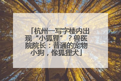 杭州一写字楼内出现“小狐狸”？兽医院院长：普通的宠物小狗，像狐狸犬