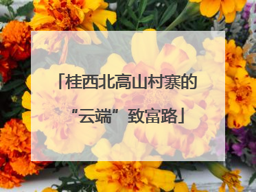 桂西北高山村寨的“云端”致富路