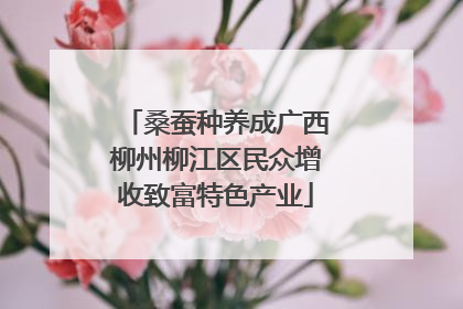 桑蚕种养成广西柳州柳江区民众增收致富特色产业