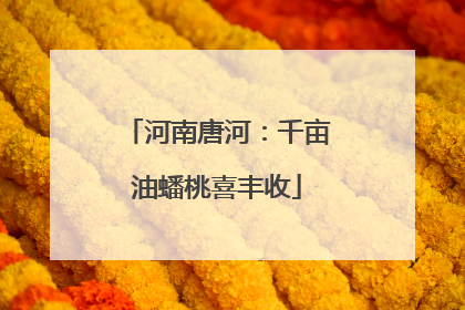河南唐河：千亩油蟠桃喜丰收