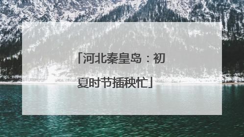 河北秦皇岛：初夏时节插秧忙