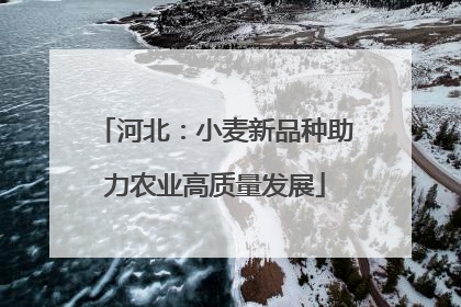 河北：小麦新品种助力农业高质量发展