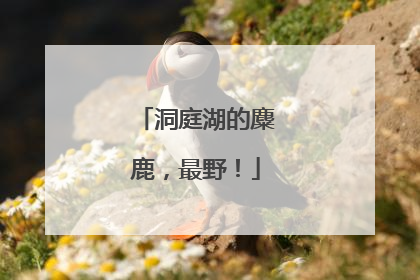 洞庭湖的麋鹿，最野！