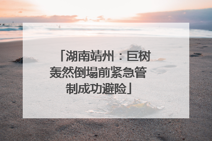 湖南靖州：巨树轰然倒塌前紧急管制成功避险