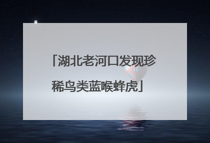 湖北老河口发现珍稀鸟类蓝喉蜂虎