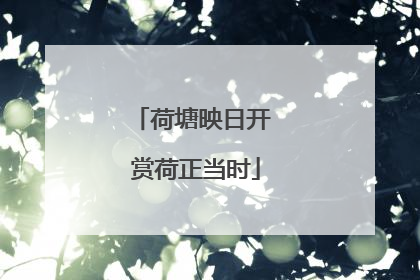 荷塘映日开 赏荷正当时