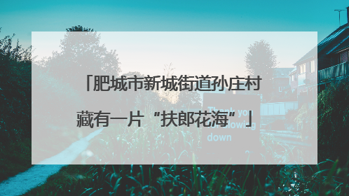 肥城市新城街道孙庄村藏有一片“扶郎花海”