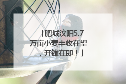 肥城汶阳5.7万亩小麦丰收在望，开镰在即！