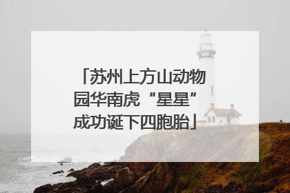 苏州上方山动物园华南虎“星星”成功诞下四胞胎
