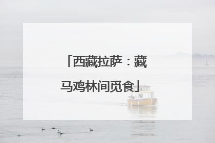 西藏拉萨：藏马鸡林间觅食