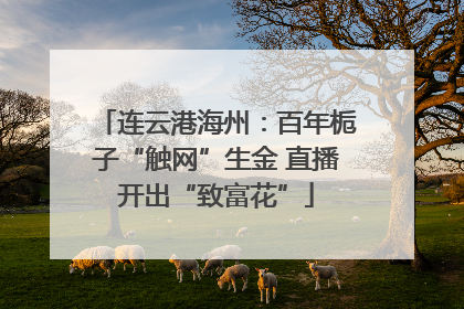 连云港海州：百年栀子“触网”生金 直播开出“致富花”
