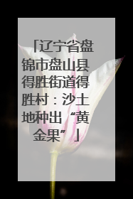辽宁省盘锦市盘山县得胜街道得胜村：沙土地种出“黄金果”