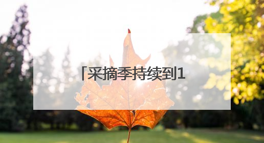 采摘季持续到11月，谷城县庙滩镇邓家湾村的蜜桃丰收啦！