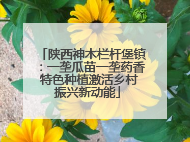 陕西神木栏杆堡镇：一垄瓜苗一垄药香 特色种植激活乡村振兴新动能