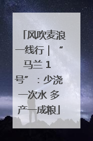 风吹麦浪一线行｜“马兰 1 号”：少浇一次水 多产一成粮