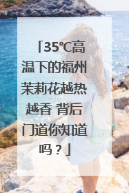 35℃高温下的福州茉莉花越热越香 背后门道你知道吗？